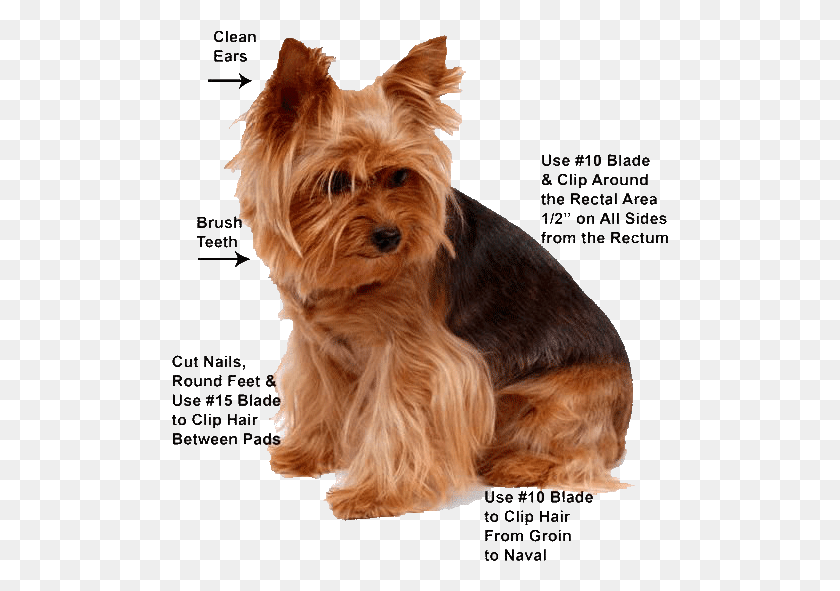497x531 Yorkie Grooming Bows Yorkie Grooming Guide, Terrier, Dog, Pet HD PNG Download