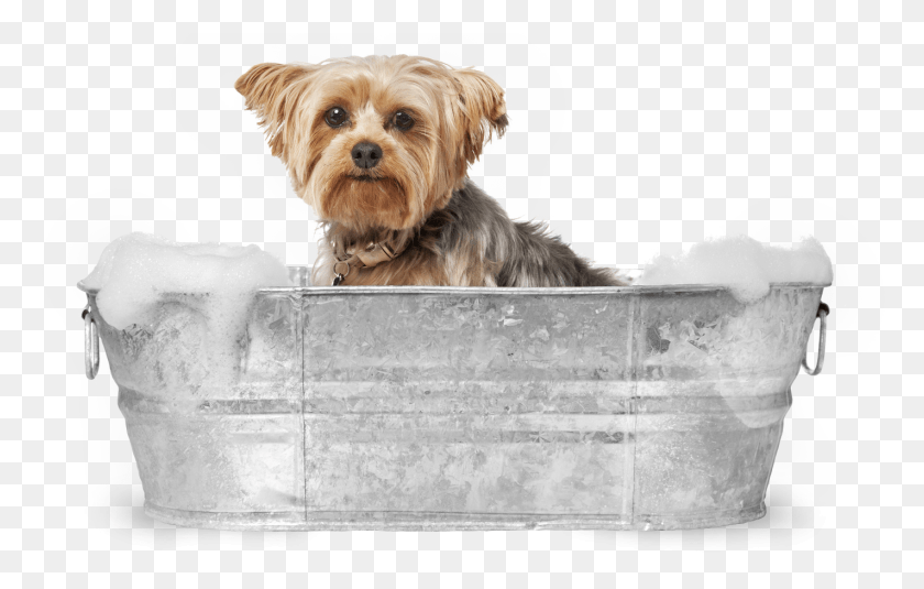 1423x867 Yorkie In The Bath Dog Grooming Stock, Water, Pet, Canine HD PNG Download