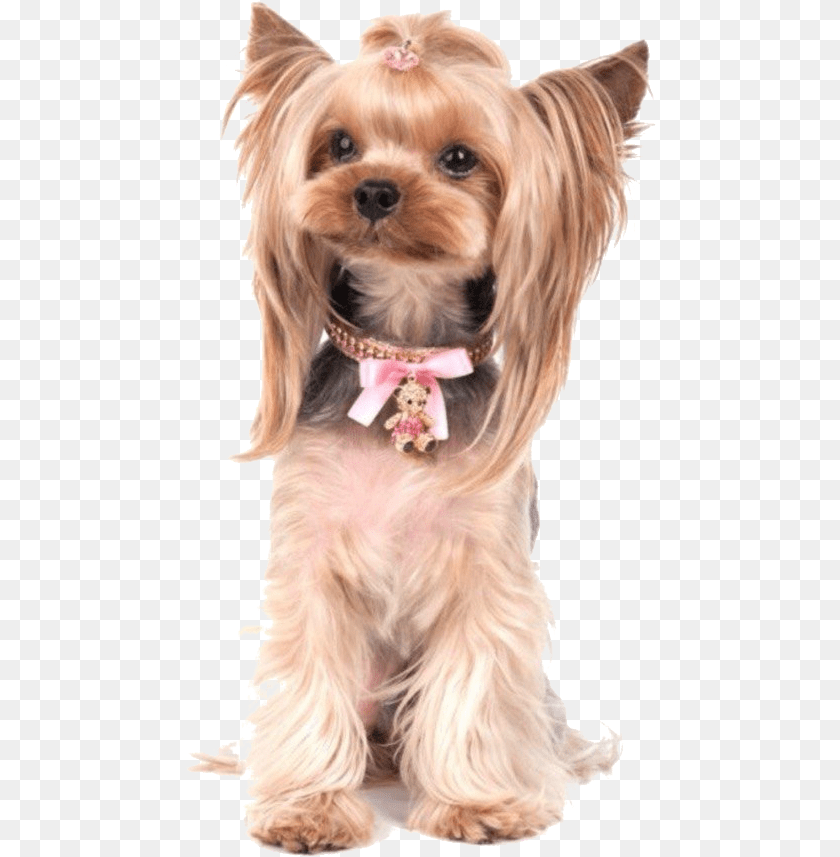 471x857 Yorkie Poo Photos Yorkshire Terrier Yorkie Puppy Walking Clip Art, Animal, Canine, Dog, Mammal Transparent PNG