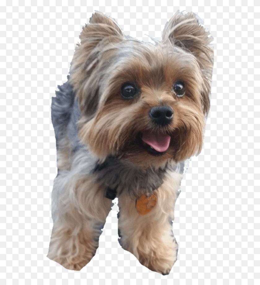 544x860 Yorkie Sticker Australian Silky Terrier, Dog, Pet, Canine HD PNG Download
