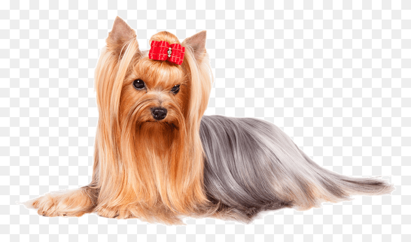 1118x626 Yorkie Yorkshire Terrier, Dog, Pet, Canine HD PNG Download