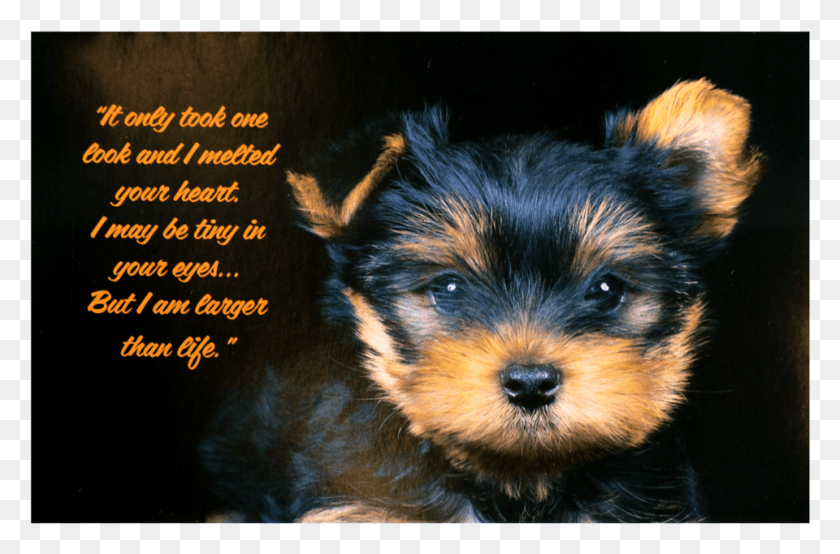 960x609 Yorkshire Terrier, Dog, Pet, Canine HD PNG Download