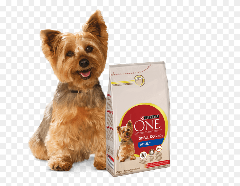 650x590 Yorkshire Terrier And Purina One Small Dog Products Purina One Mini Dog, Pet, Canine, Animal HD PNG Download