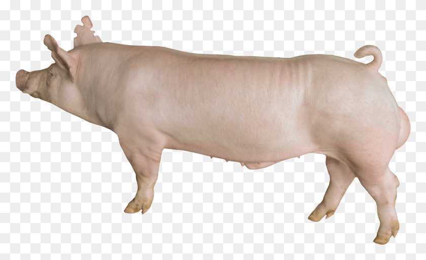 2491x1449 Йоркширский Уайм 325 Йоркширская Свинья, Млекопитающее, Животное, Свинья Hd Png Скачать