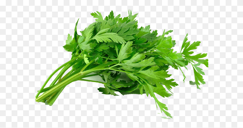 600x381 You Can Get Information About Our Products From Us Green Parsley, Plant, Vase, Jar HD PNG Download