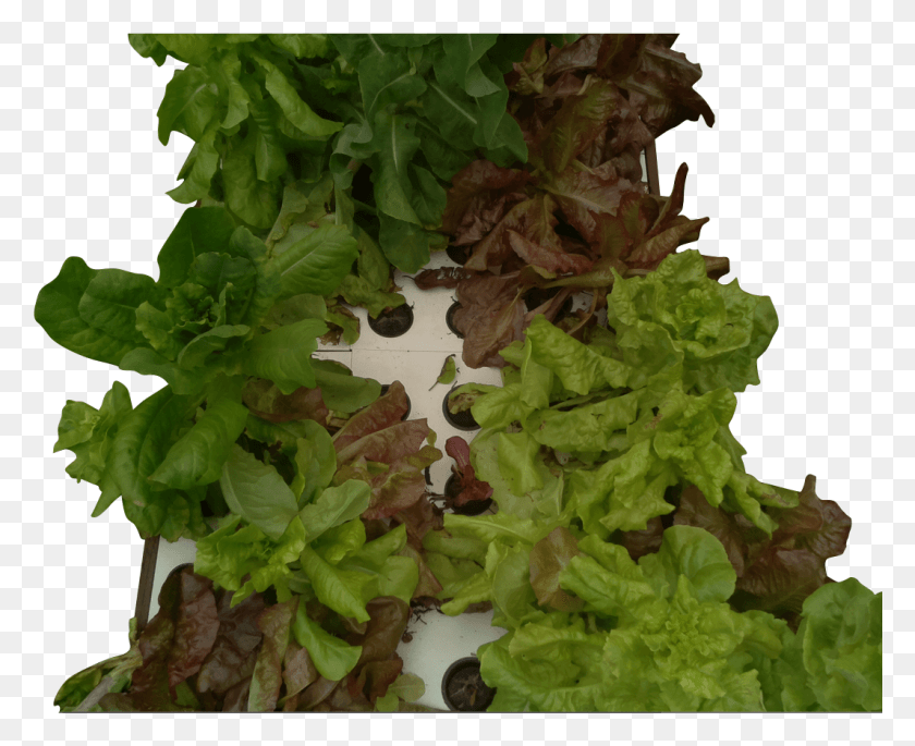 1066x855 You Can Pick A Big Salad From Just 4 Or 5 Plants Leaving Liverwort, Plant, Food, Lettuce HD PNG Download