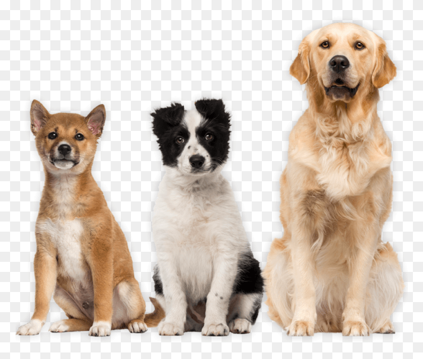 1020x855 You Constantly Ask Your Siblings To Snapchat You Photos Hunde Weisser Hintergrund, Dog, Pet, Canine HD PNG Download