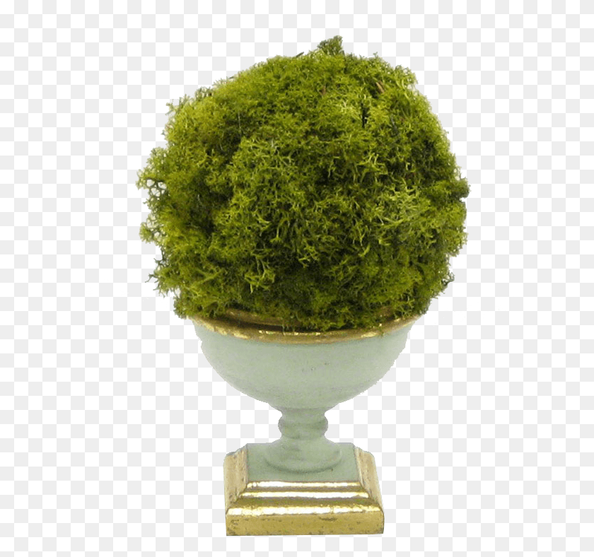 615x728 You Might Also Like Thuya, Moss, Plant, Green HD PNG Download