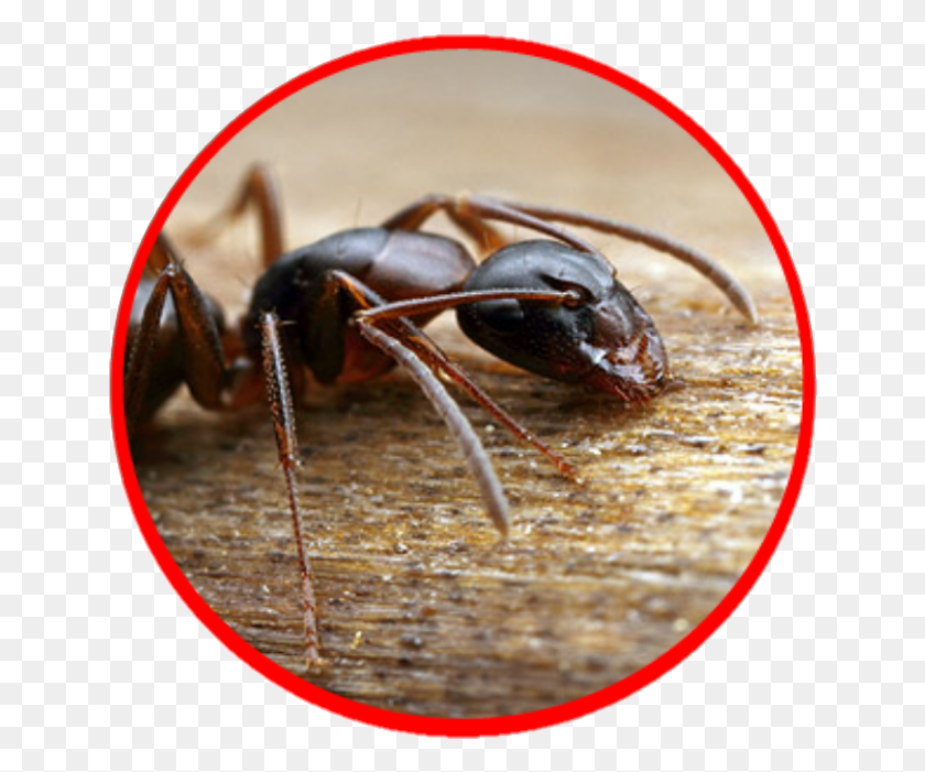 644x641 You Need Ants Control Abs Pest Control Offers The Only Carpenter Ant, Spider, Invertebrate, Animal HD PNG Download