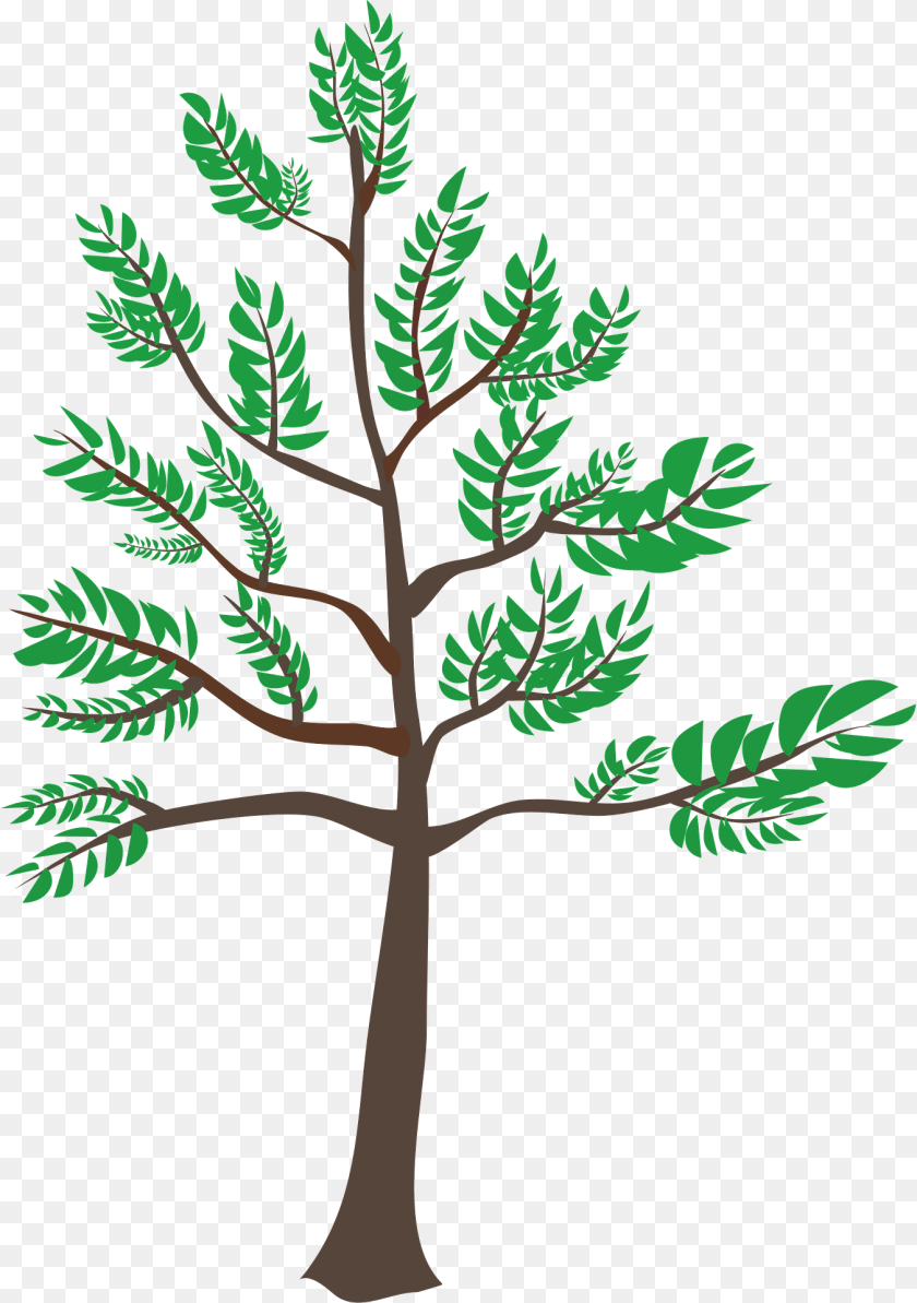 Young Cedar Tree Clipart, Oak, Plant, Sycamore, Tree Trunk Sticker PNG
