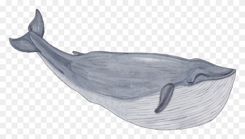 800x427 Соревнование Молодых Китов-Воинов, Животное, Морская Жизнь, Млекопитающее Hd Png Скачать