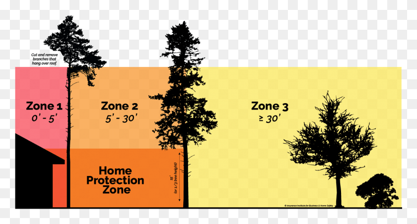 1281x645 Your 100 Ft Of Defensible Space Should Be Considered White Pine, Text, Tree, Plant HD PNG Download
