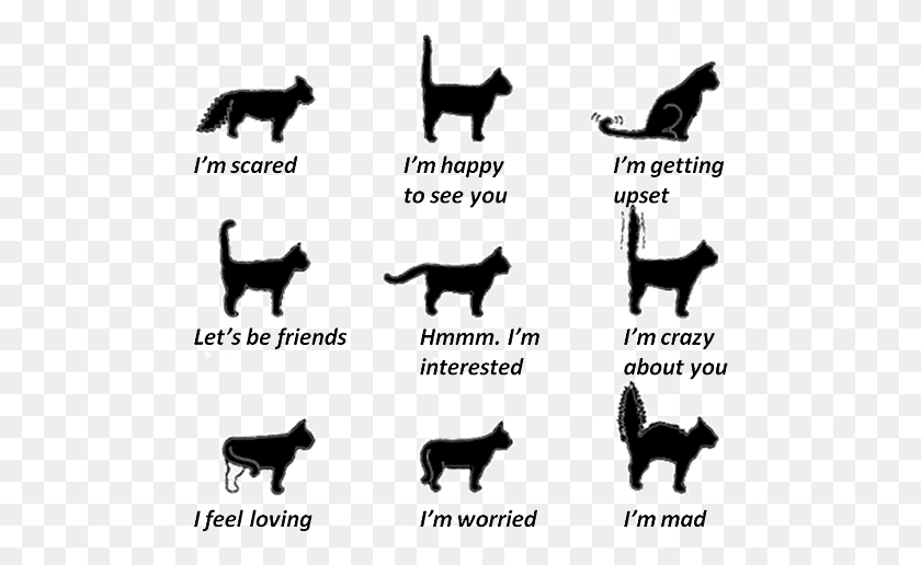 489x456 Your Cat39s Tail Movements Cat Tail Language, Person, Text, Alphabet HD PNG Download
