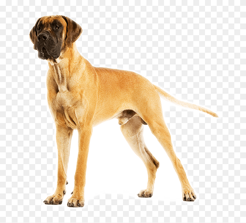 708x701 Your Extra Large Pet Needs High Levels Of Carefully Great Dane, Dog, Canine, Animal HD PNG Download