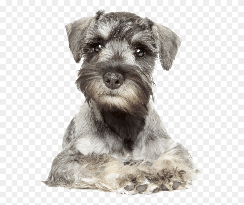577x646 Your Furry Friend Looking A Bit Scruffy Miniature Schnauzer Puppies White Background, Dog, Pet, Canine HD PNG Download