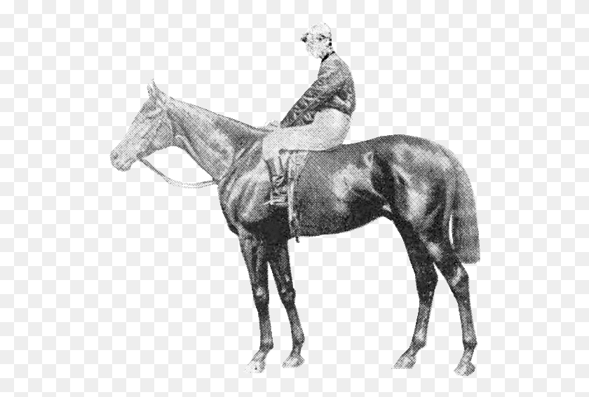 530x507 Your Majesty St Joel Horse 1956 Aus, Person, Human, Mammal HD PNG Download
