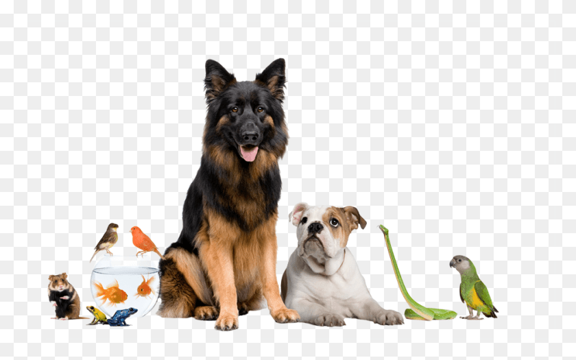 936x559 Your Pets Can Now Rest Easy Apply Poweroe Odor Eliminating World Animal Day 2017, Bird, Dog, Pet HD PNG Download