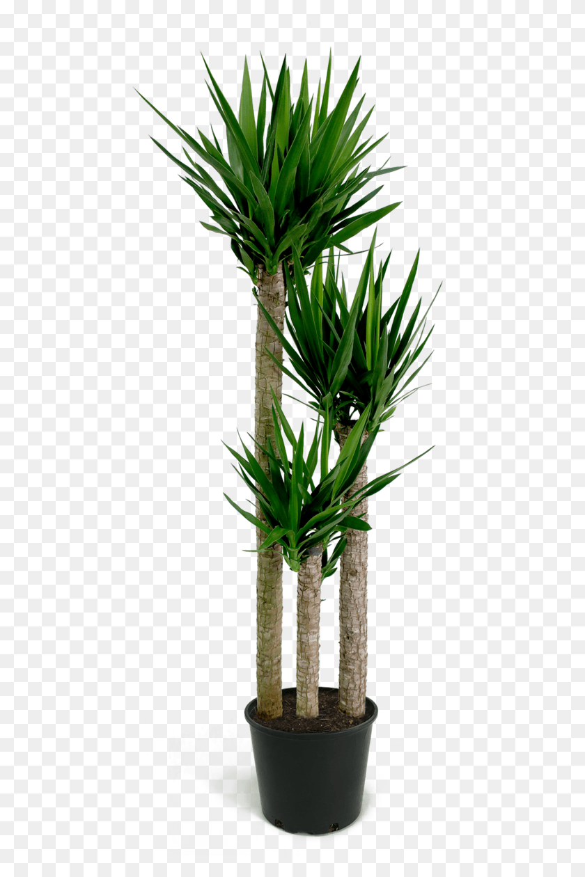 484x1200 Yucca Cane Yucca Cane, Plant, Tree, Flower HD PNG Download