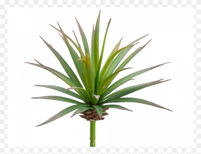 801x601 Yucca Pick Green Burgundy Agave, Plant, Agavaceae HD PNG Download