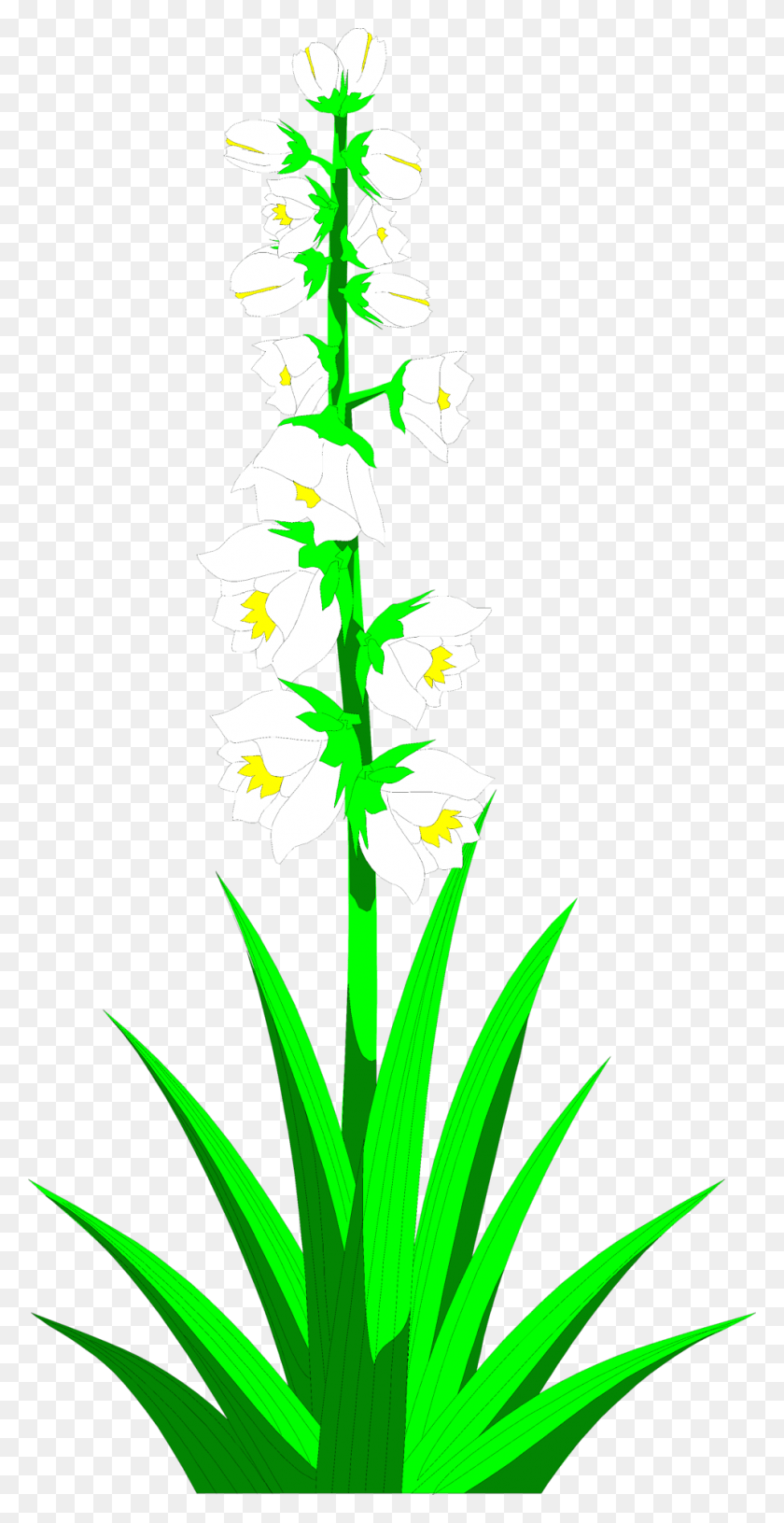 958x1930 Yucca Plant Clipart Clipground Yucca Plant Clipart, Graphics, Flower HD PNG Download