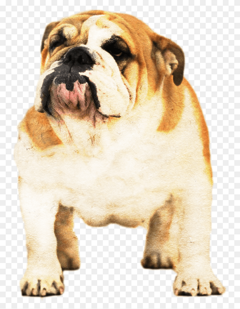 751x1021 Yugos Star Kennel English Bulldog Australian Bulldog, Dog, Pet, Canine HD PNG Download
