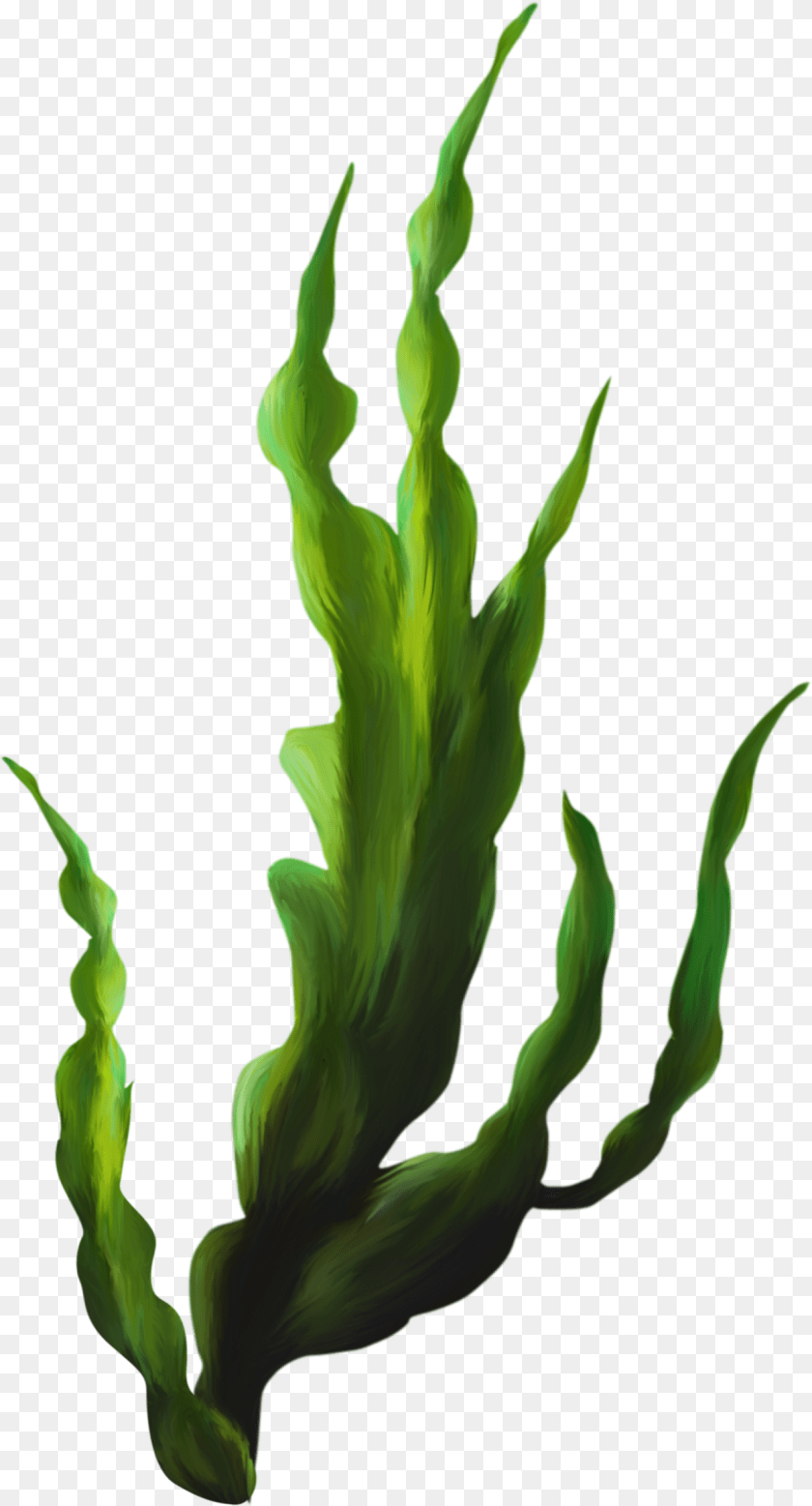 1240x2299 Z Transparent Seaweed, Grass, Green, Plant, Leaf Sticker PNG