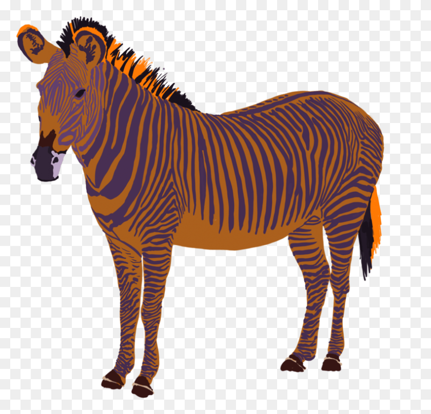 791x759 Zebra, Wildlife, Mammal, Animal HD PNG Download