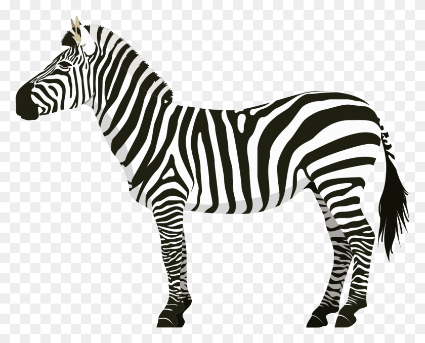 1122x890 Zebra, La Vida Silvestre, Mamíferos, Animal Hd Png