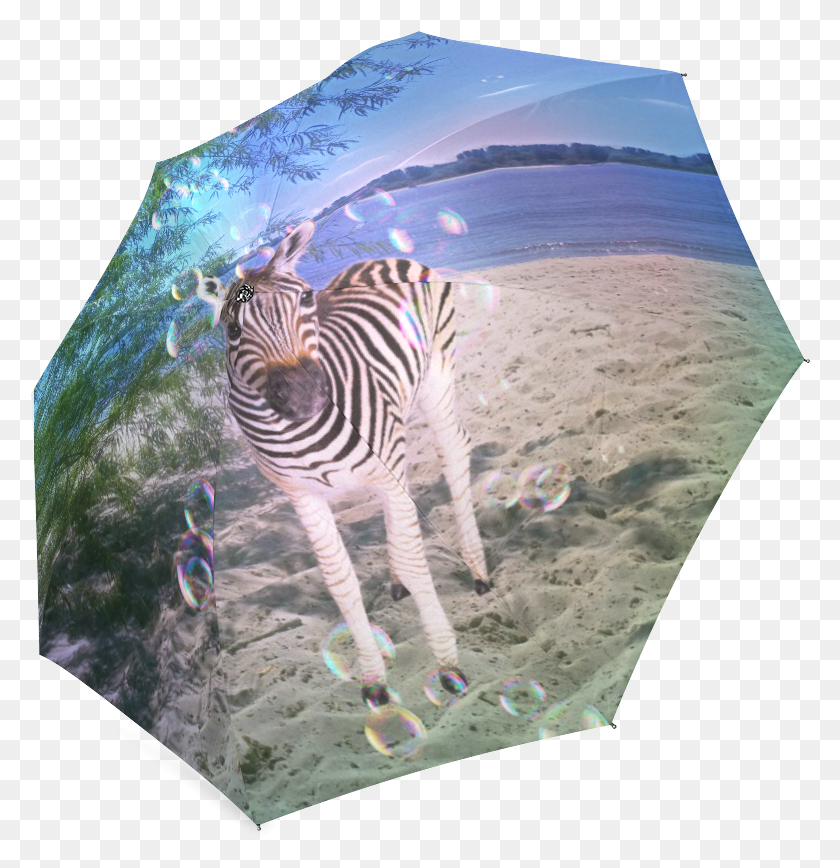 780x808 Zebra, Wildlife, Mammal, Animal HD PNG Download