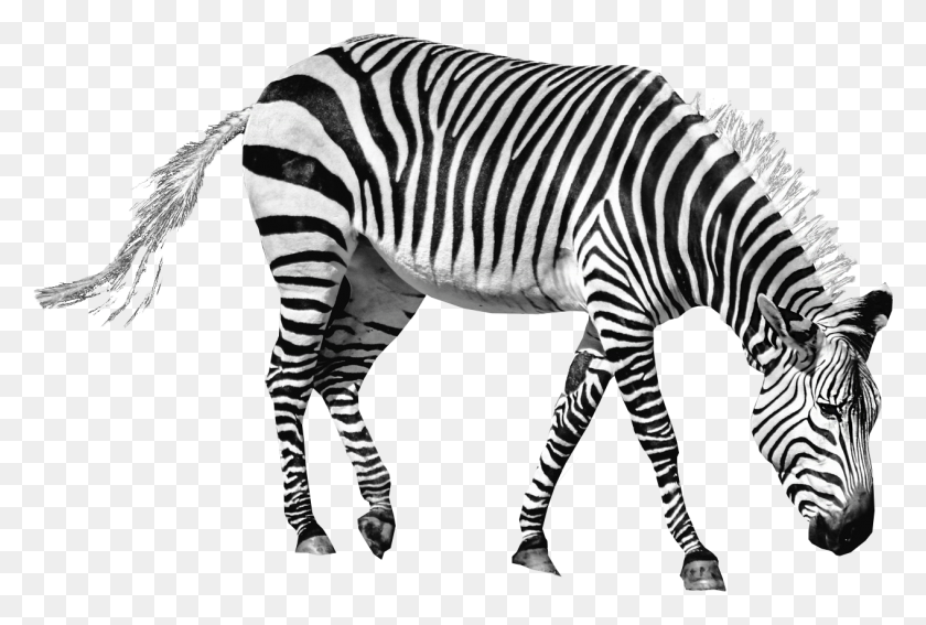 1266x824 Zebra, Wildlife, Mammal, Animal HD PNG Download