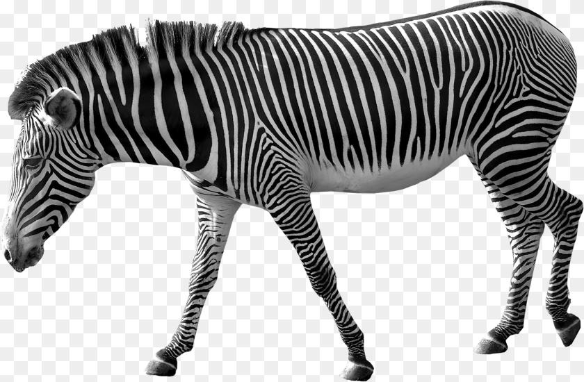 Zebra, Animal, Mammal, Wildlife Clipart PNG