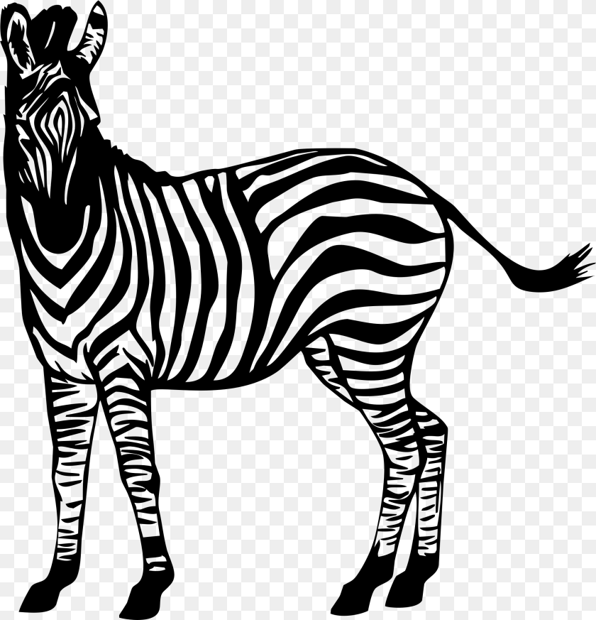Zebra, Gray Transparent PNG