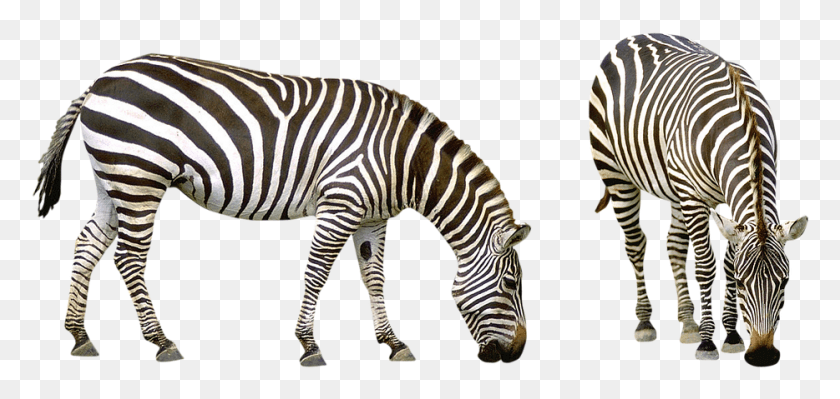 934x407 Zebra Africa Striped Animals Safari Nature Zoo Comprehension About Animals, Wildlife, Mammal, Animal HD PNG Download