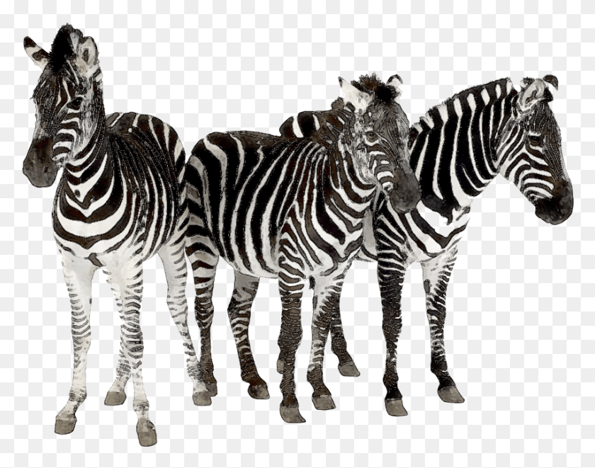 852x657 Zebra Clipart Herd Zebras Same, Wildlife, Mammal, Animal HD PNG Download