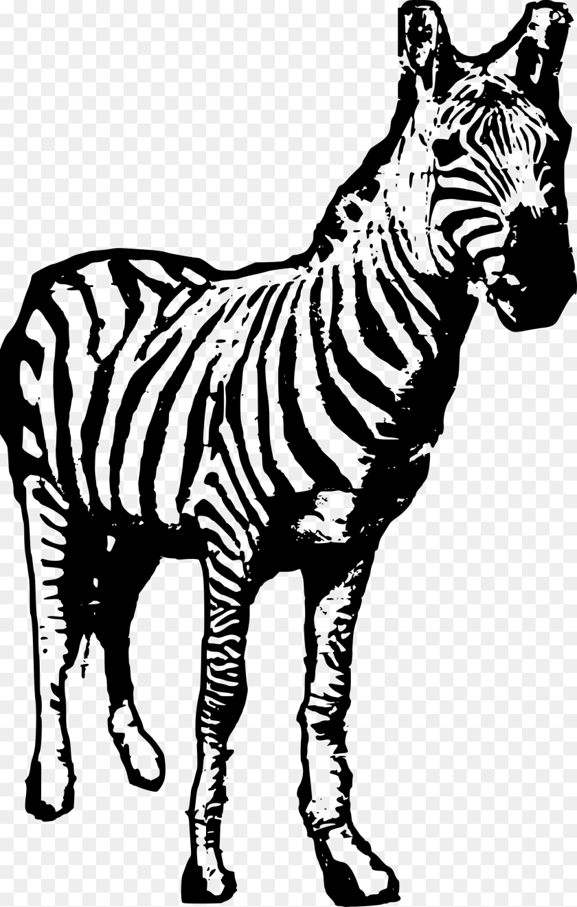 Zebra Facing Us Clip Arts Nga Vn, Gray Transparent PNG