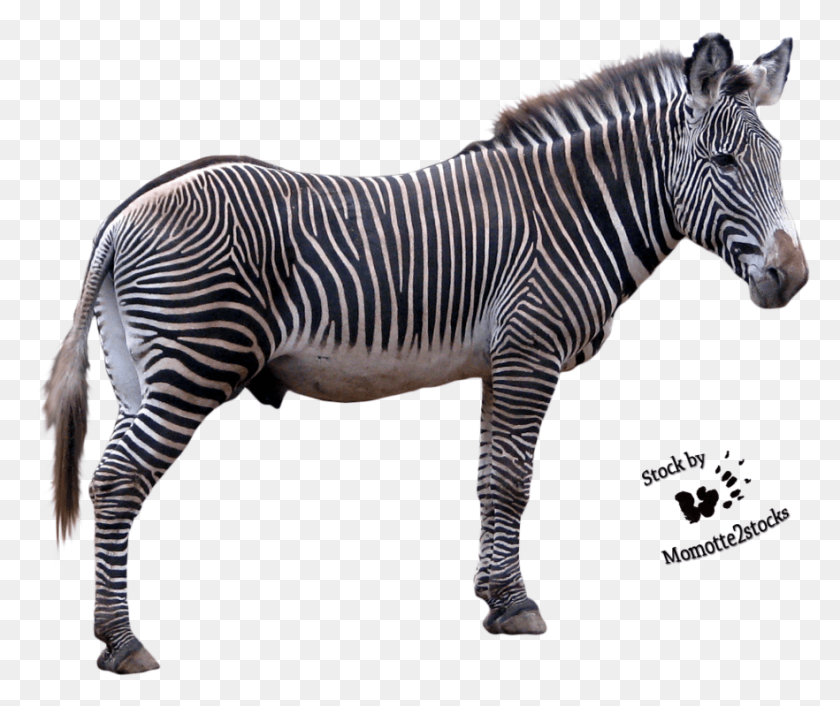 882x731 Zebra Image Transparent Zebra, Wildlife, Mammal, Animal HD PNG Download
