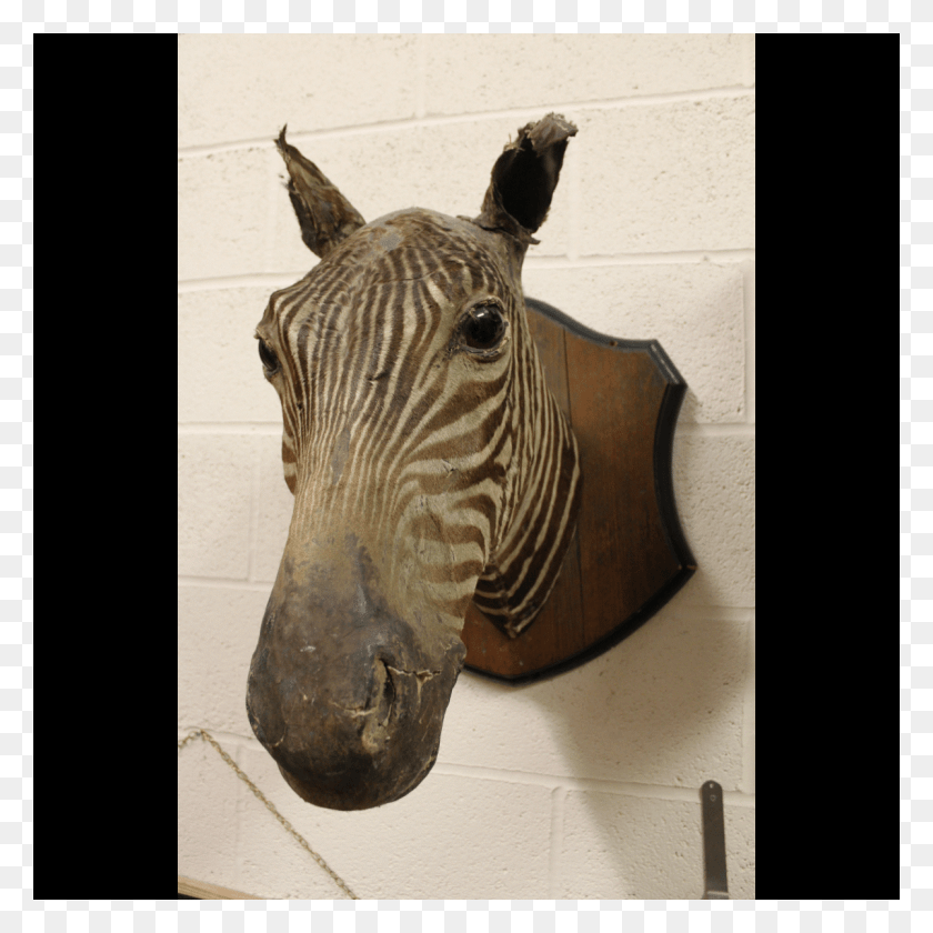 1200x1200 Zebra On Wooden Plaque X1 Quagga, Wood, Horse, Mammal HD PNG Download