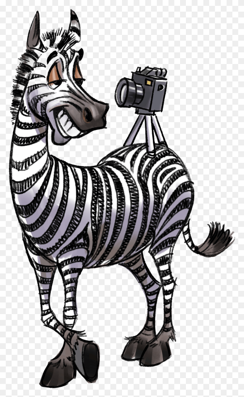 1441x2411 Zebra Photo Contest Illustration, Mammal, Animal, Wildlife HD PNG Download