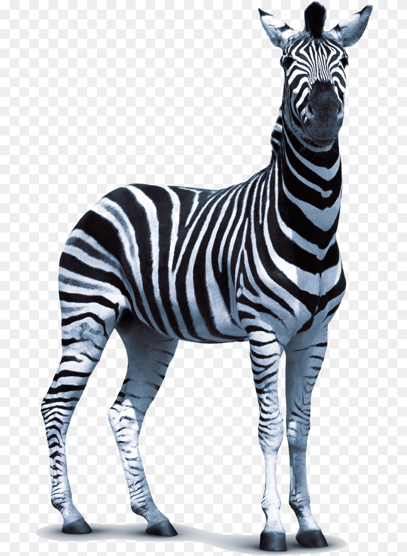 699x1148 Zebra Photo Zebra, Animal, Mammal, Wildlife Clipart PNG