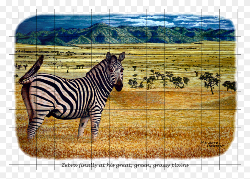 800x556 Зебра Равнина Паутина Гр Зебра, Дикая Природа, Млекопитающее, Животное Hd Png Скачать