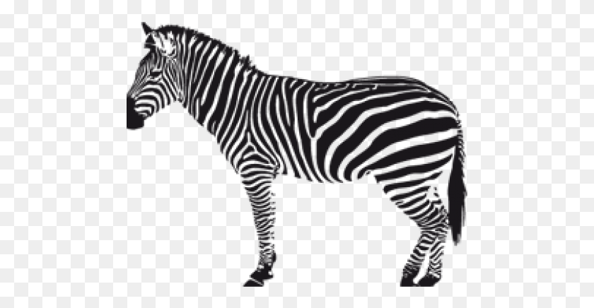 483x376 Zebra Transparent Images Black And White Zebra Silhouette, Animal, Mammal, Wildlife HD PNG Download