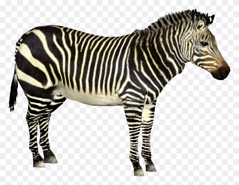 940x713 Zebra Zoo Tycoon 2 Zebra, Wildlife, Mammal, Animal HD PNG Download