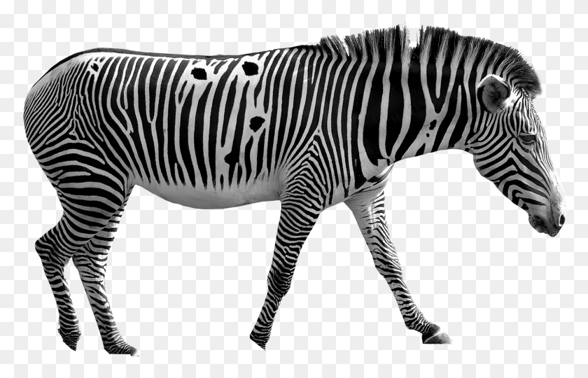 1646x1013 Zebramodel Steps Fin Step1 Zebra, Wildlife, Mammal, Animal HD PNG Download