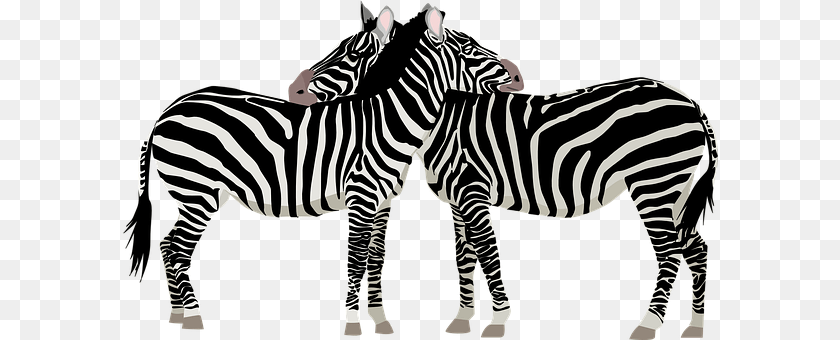 595x340 Zebras Animal, Mammal, Wildlife, Zebra Transparent PNG