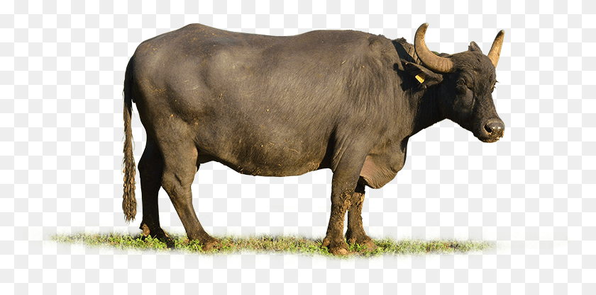 778x357 Zebu, Bull, Mammal, Animal HD PNG Download