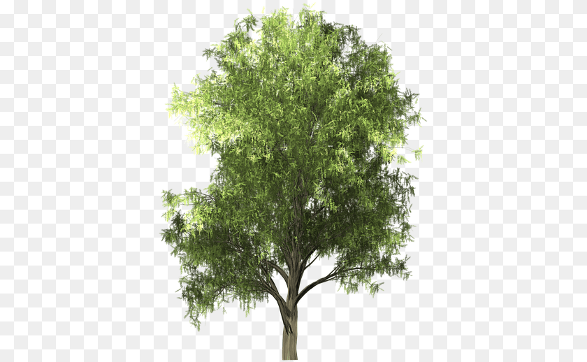 Zelkova Serrata, Oak, Plant, Sycamore, Tree PNG