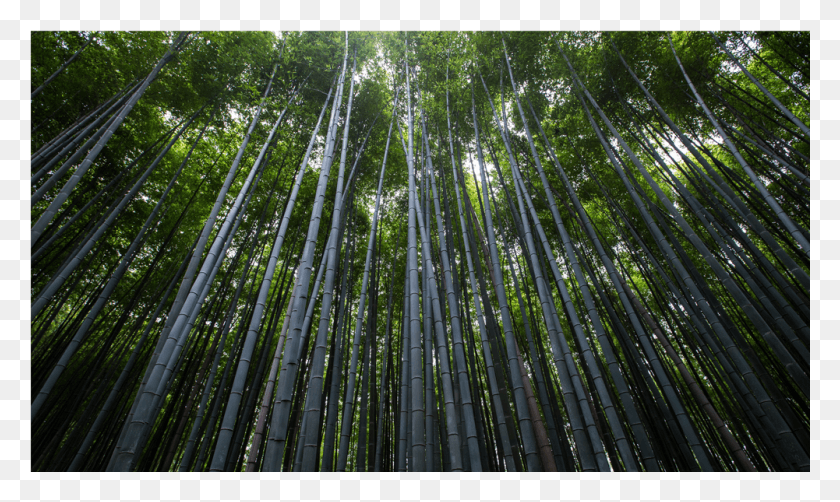 1001x568 Zen, Plant, Bamboo HD PNG Download