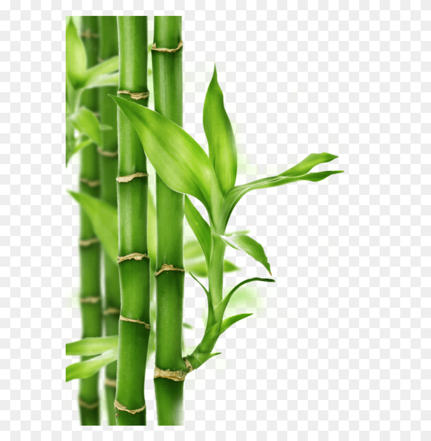 Zen Single Bamboo, Plant HD PNG Download