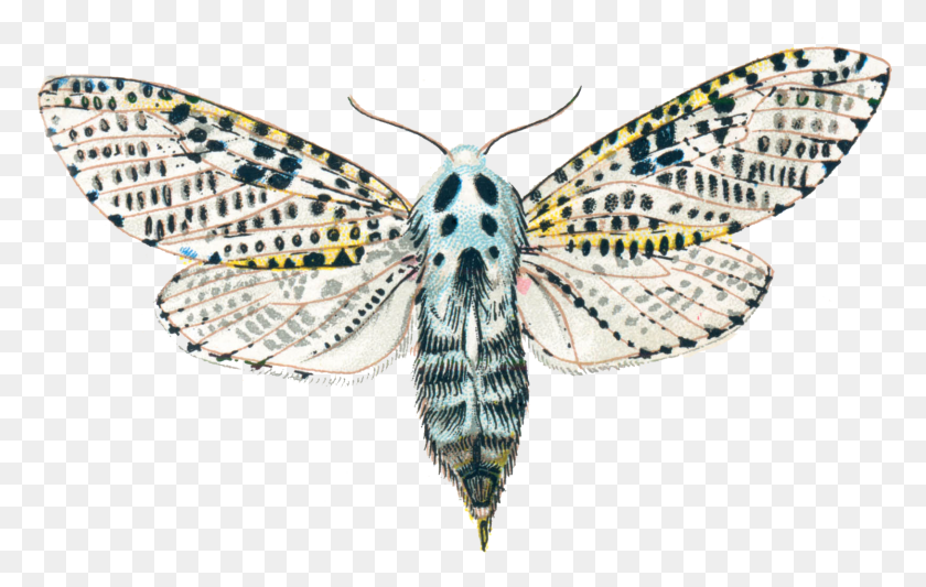 1626x987 Zeuzera Pyrina, Moth, Butterfly, Insect HD PNG Download