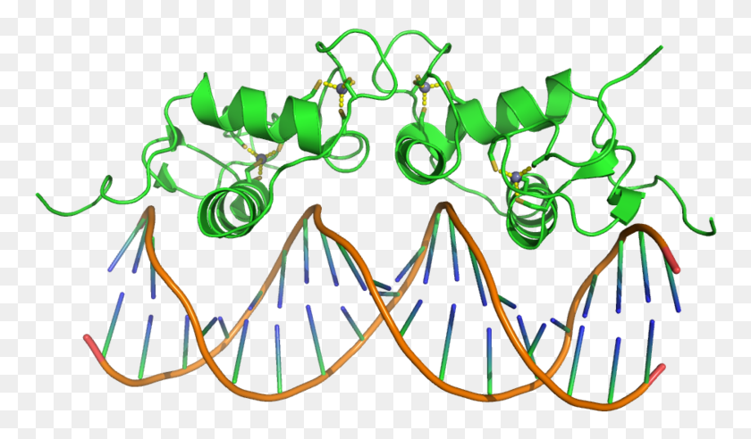 765x432 Zinc Finger Protein Dna, Pattern, Embroidery, Plant Descargar Hd Png